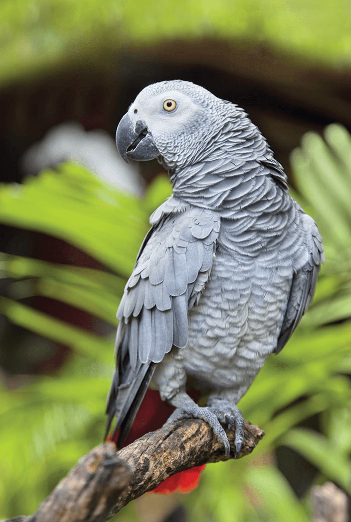 Perroquet gris du Gabon